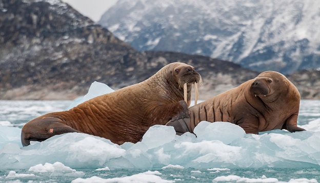 Walrus and her pup floating on ice in a fjord, Eastern Greenland. Walrus and her pup floating on ice in a fjord, Eastern Greenland.