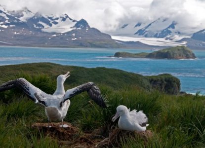 Wandering Albatross – Fun Facts We Bet You Didn’t Know! Wandering Albatross – Fun Facts We Bet You Didn’t Know!