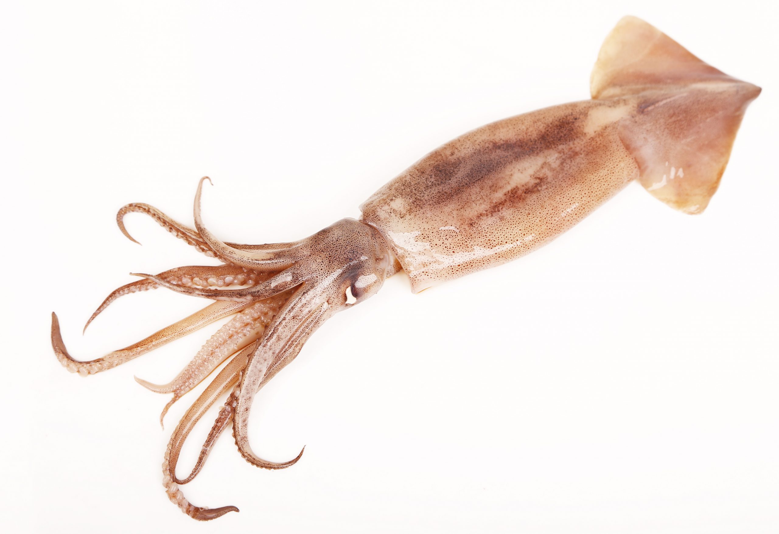 shutterstock_200562002-scaled shutterstock_200562002-scaled