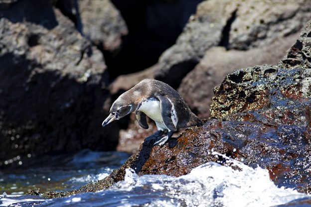 Galapagos Penguin Galapagos Penguin