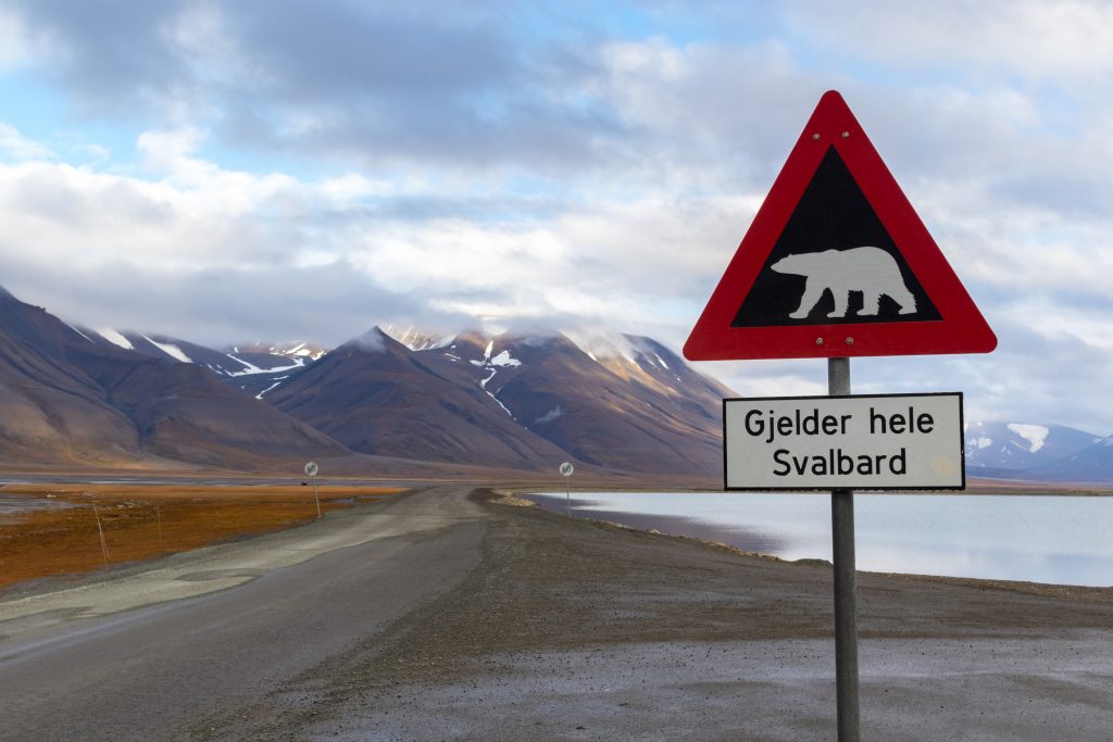 Beware of polar bears in Svalbard Beware of polar bears in Svalbard