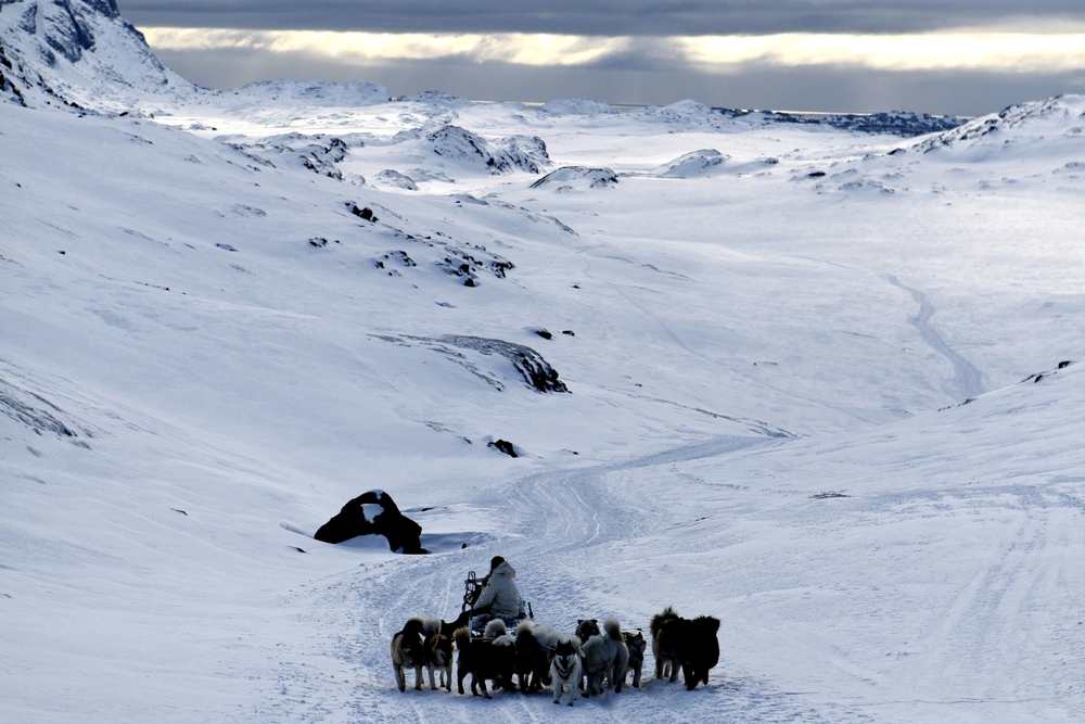 Dog sledding in Greenland dog sledding in Greenland