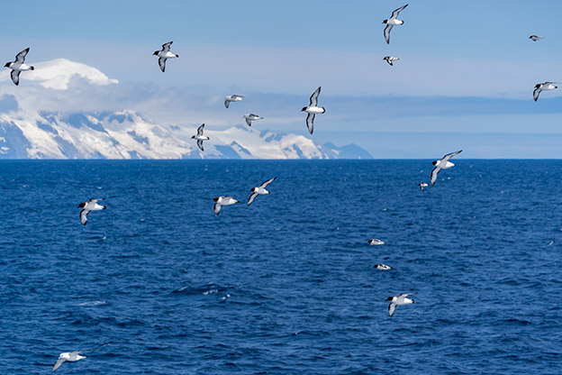 Petrels and Fulmars in the Southern Ocean near the Antarctic Peninsula Petrels and Fulmars in the Southern Ocean near the Antarctic Peninsula