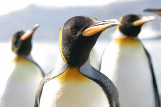 King Penguin Species King Penguin Species