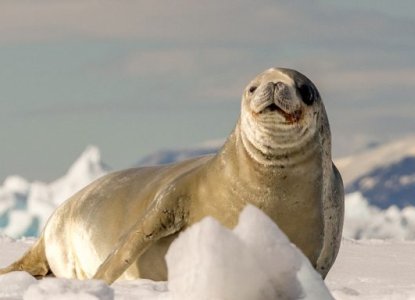 15 Fun Facts About Seals to Celebrate International Seal Day 15 Fun Facts About Seals to Celebrate International Seal Day