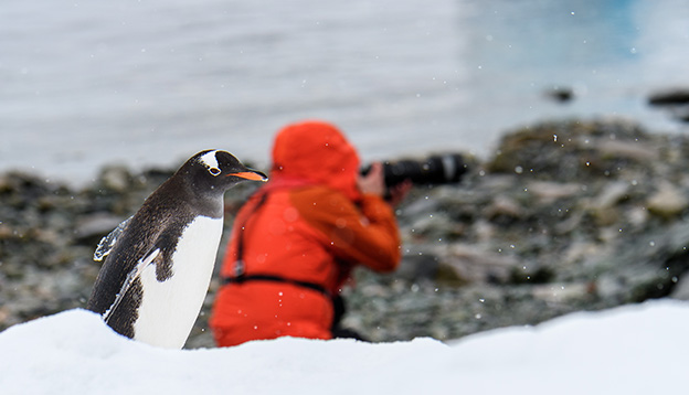 Entoo penguin walking along beach on Danco Island, Antarctica, photographer in red coat in background looking the wrong way entoo penguin walking along beach on Danco Island, Antarctica, photographer in red coat in background looking the wrong way