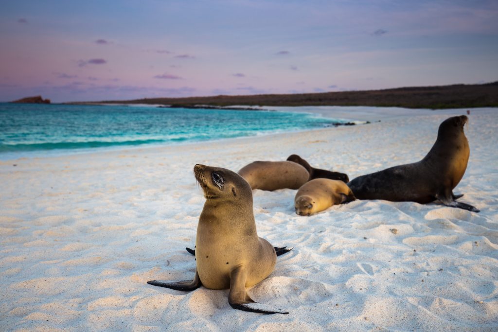 Sea Lions of Galapagos on the sand Sea Lions of Galapagos on the sand