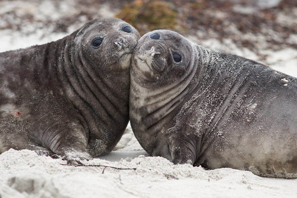 two seals sitting on the sand two seals sitting on the sand