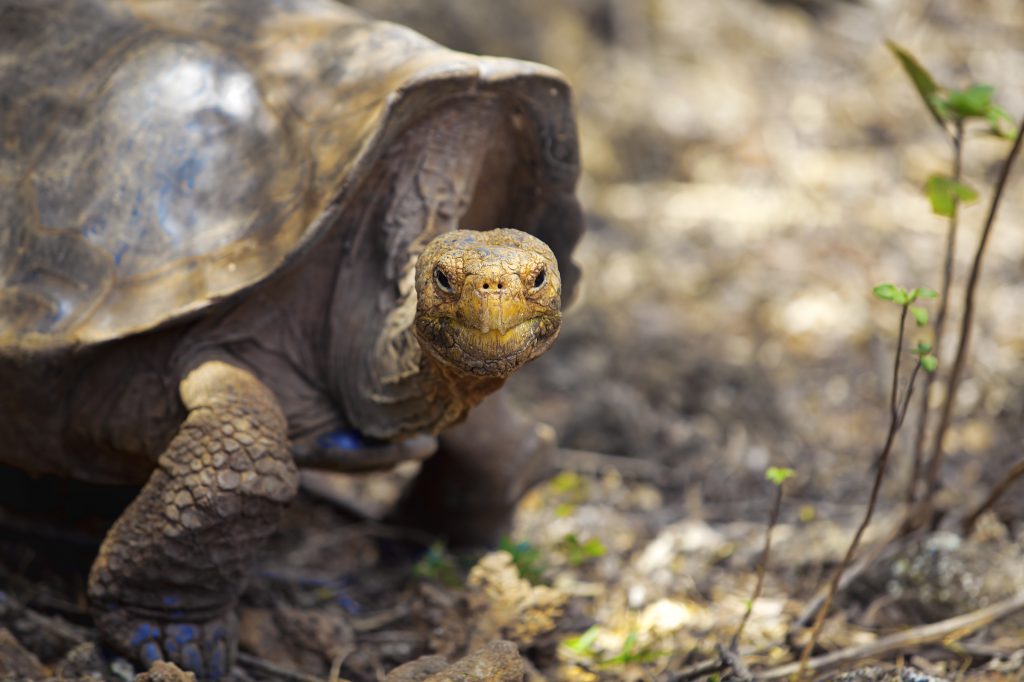 A Galapagos tortoise eating leaves, Santa Cruz, Galapagos A Galapagos tortoise eating leaves, Santa Cruz, Galapagos