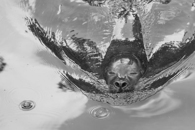 Robbe sea lion Robbe sea lion