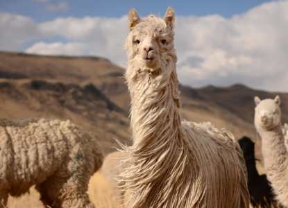 The Rich Biodiversity of Peru The Rich Biodiversity of Peru