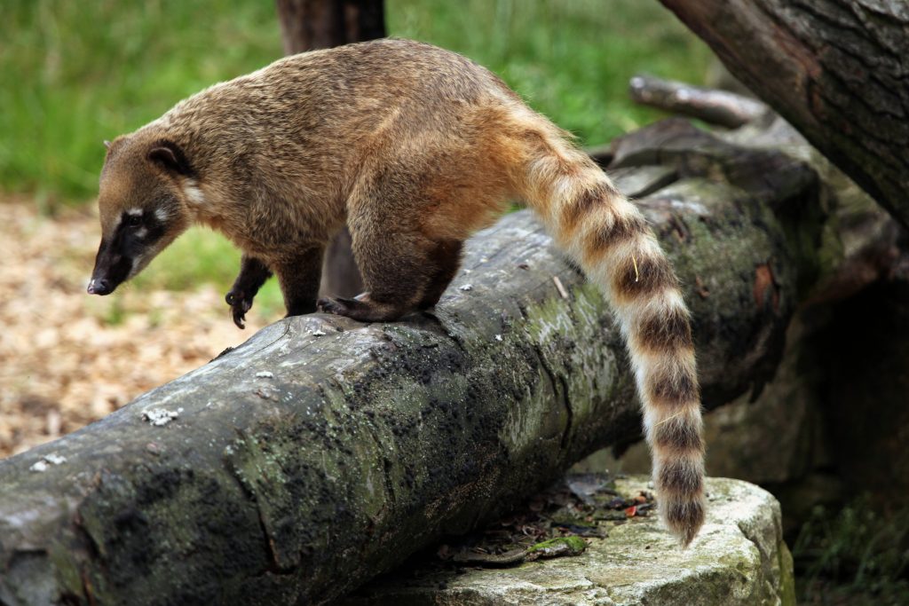 Ring-Tailed Coatis Ring-Tailed Coatis
