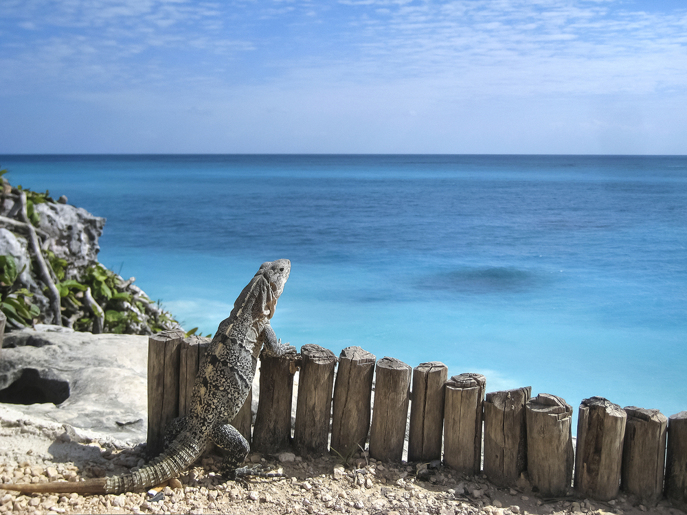Wildlife species: Giant Lizard in Mexico Wildlife species: Giant Lizard in Mexico