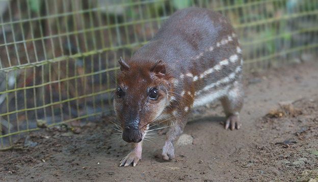 Photo of a Guanta at a zoo - a large Amazonian rodent Photo of a Guanta at a zoo - a large Amazonian rodent