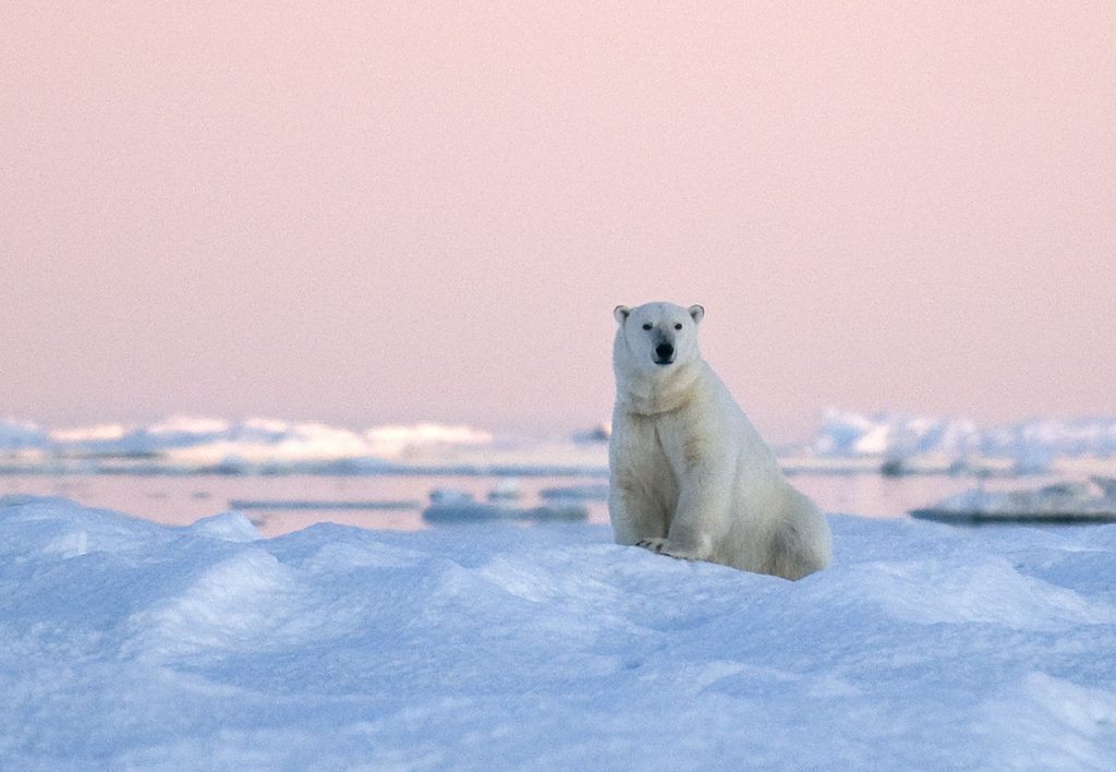 Polar bear polar bear