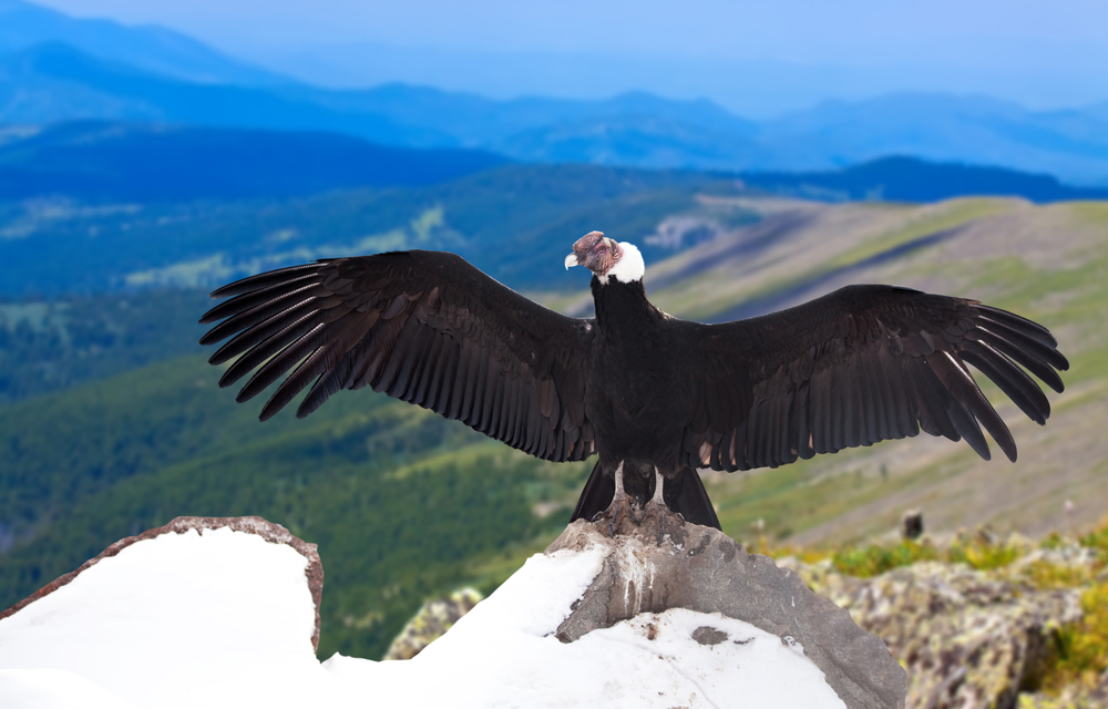 The Andean Condor. The Andean Condor.