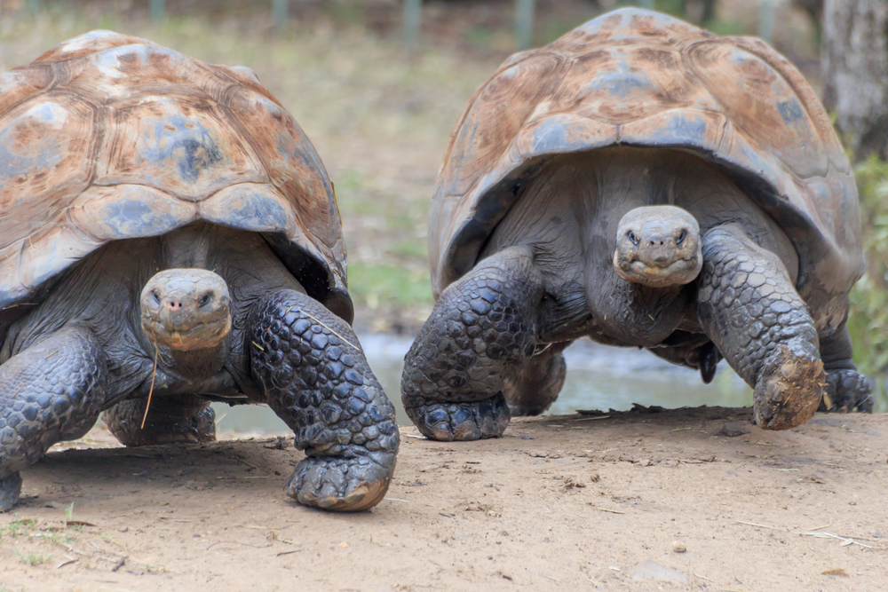 Giant Tortoises at the Galapagos Islands Giant Tortoises at the Galapagos Islands