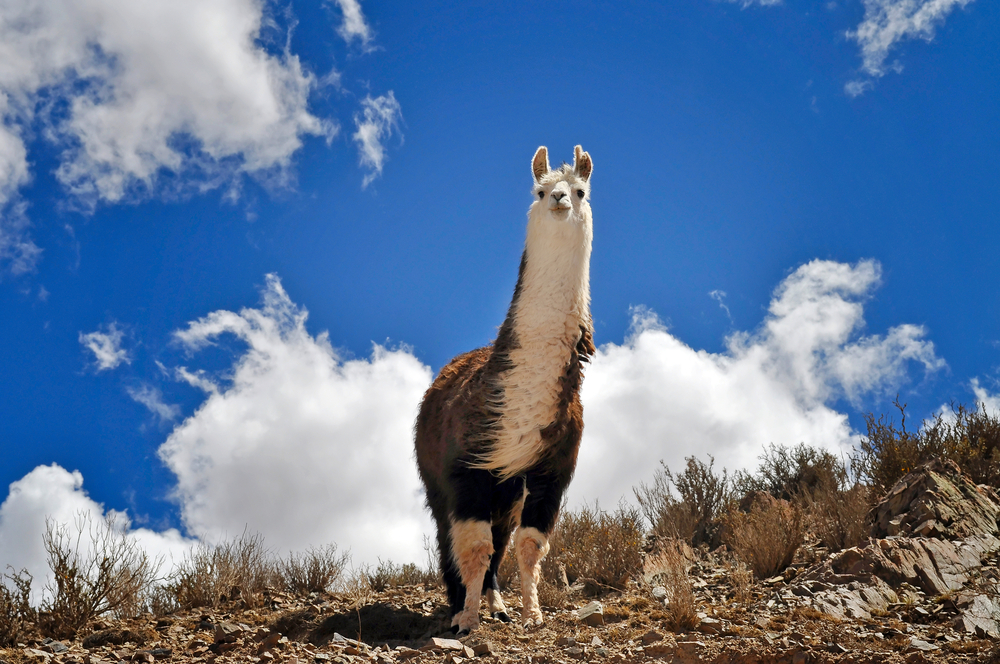 Alpacas living in the Andes Mountains in Argentina Alpacas living in the Andes Mountains in Argentina