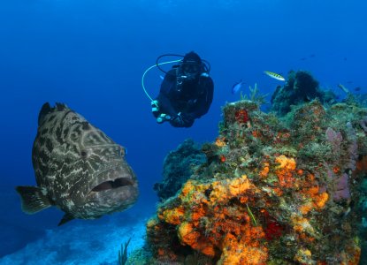 The Best Snorkel Spots in the Riviera Maya The Best Snorkel Spots in the Riviera Maya