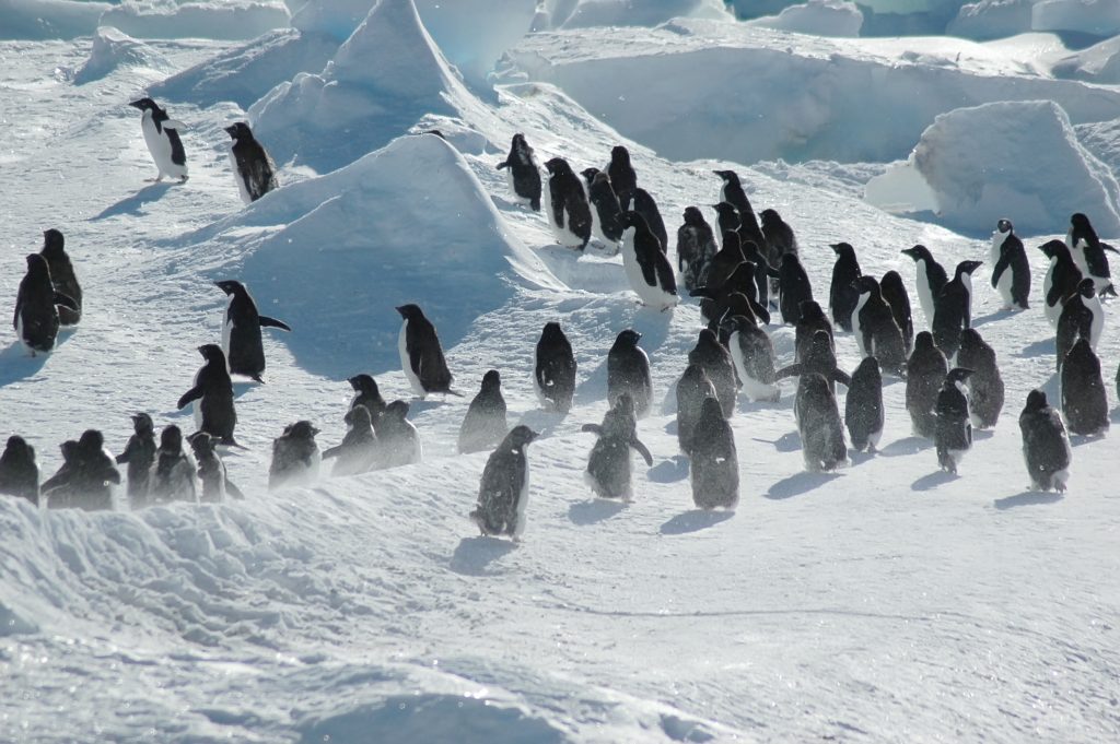 Penguins on Antarctica. Penguins on Antarctica.