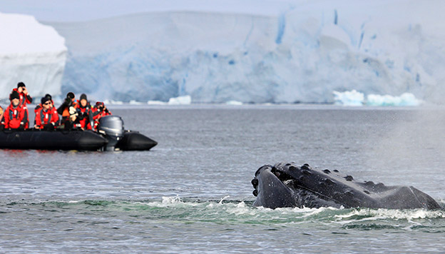 Antarctica Animals: Humpback Whale near a zodiac full of people in Antarctica Antarctica Animals: Humpback Whale near a zodiac full of people in Antarctica