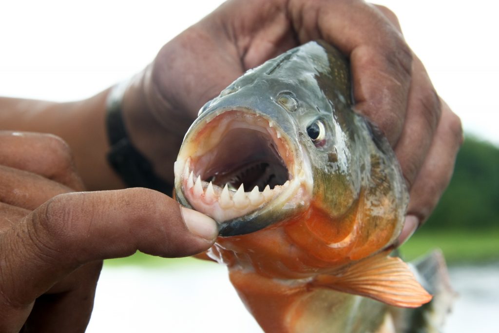Piranha. Piranha.