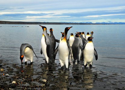 Birds in South America – the Ultimate List for Bird Watchers Birds in South America – the Ultimate List for Bird Watchers