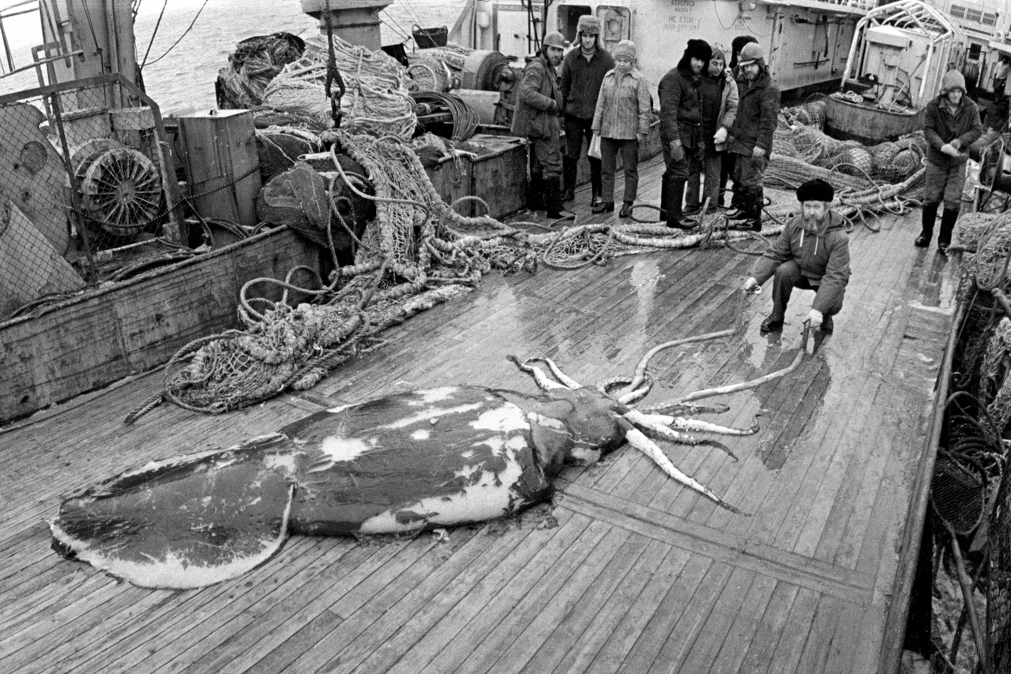 Rare photograph of a colossal squid Rare photograph of a colossal squid