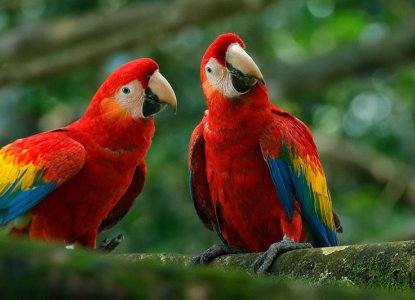 Wildlife Species in Brazil Wildlife Species in Brazil