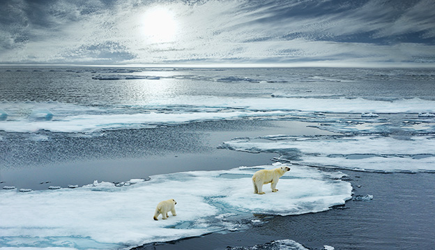 Polar bear sow and cub walk on ice floe in norwegian arctic waters and illustrated against sun in distant horizon, wide angle of view polar bear sow and cub walk on ice floe in norwegian arctic waters and illustrated against sun in distant horizon, wide angle of view
