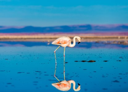 Wildlife in Chile Wildlife in Chile