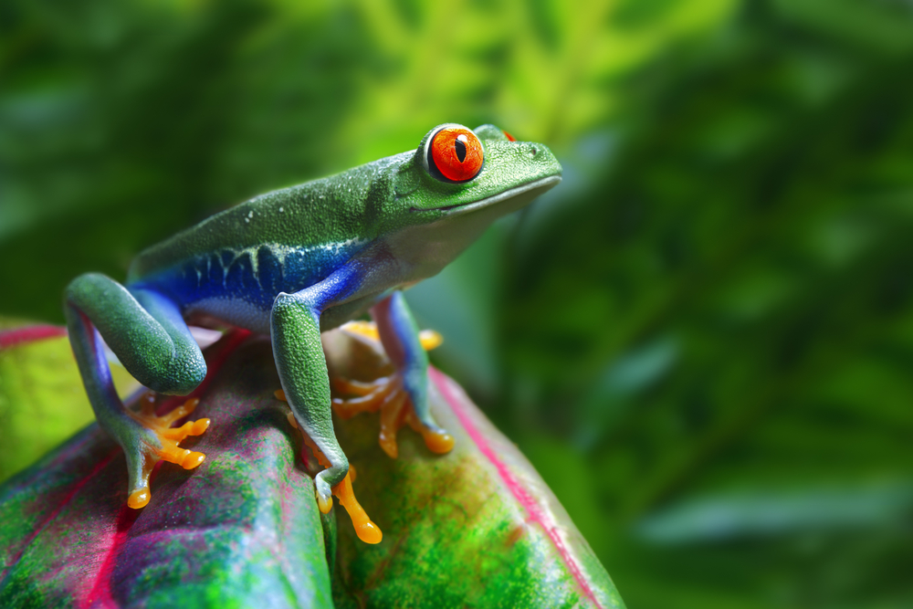 Red-eyed tree frog Red-eyed tree frog