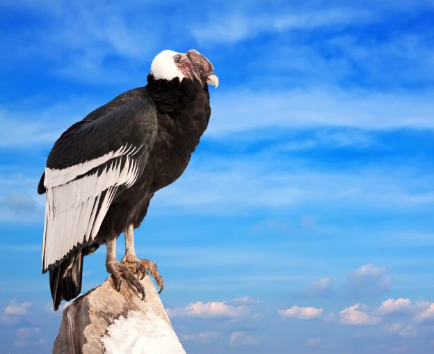 Andean condor sitting on rock against sky background Andean condor sitting on rock against sky background