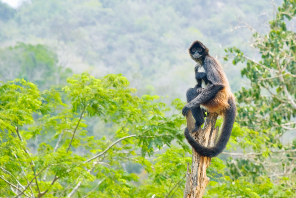 A Spider Monkey in the Mexican Jungle A Spider Monkey in the Mexican Jungle