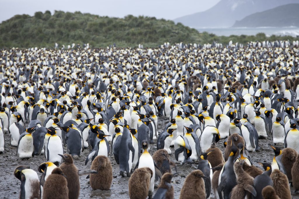A lot of penguins on the beach of South Georgia a lot of penguins on the beach of South Georgia