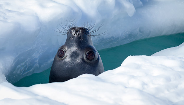 Weddell seal peeking up through a breathing hole in the ice. Photo: Shutterstock Weddell seal peeking up through a breathing hole in the ice. Photo: Shutterstock