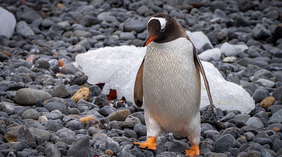 Gentoo Penguin