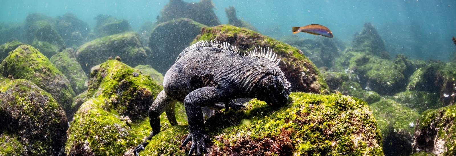 Galapagos Complete Cruise | Seaman Journey