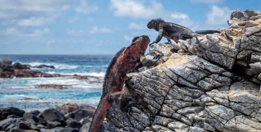 Punta Suarez and Gardner Bay