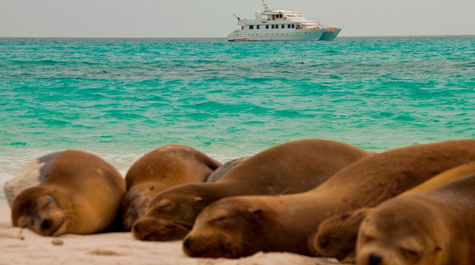 Seaman Journey ship with the background with seals in the foreground