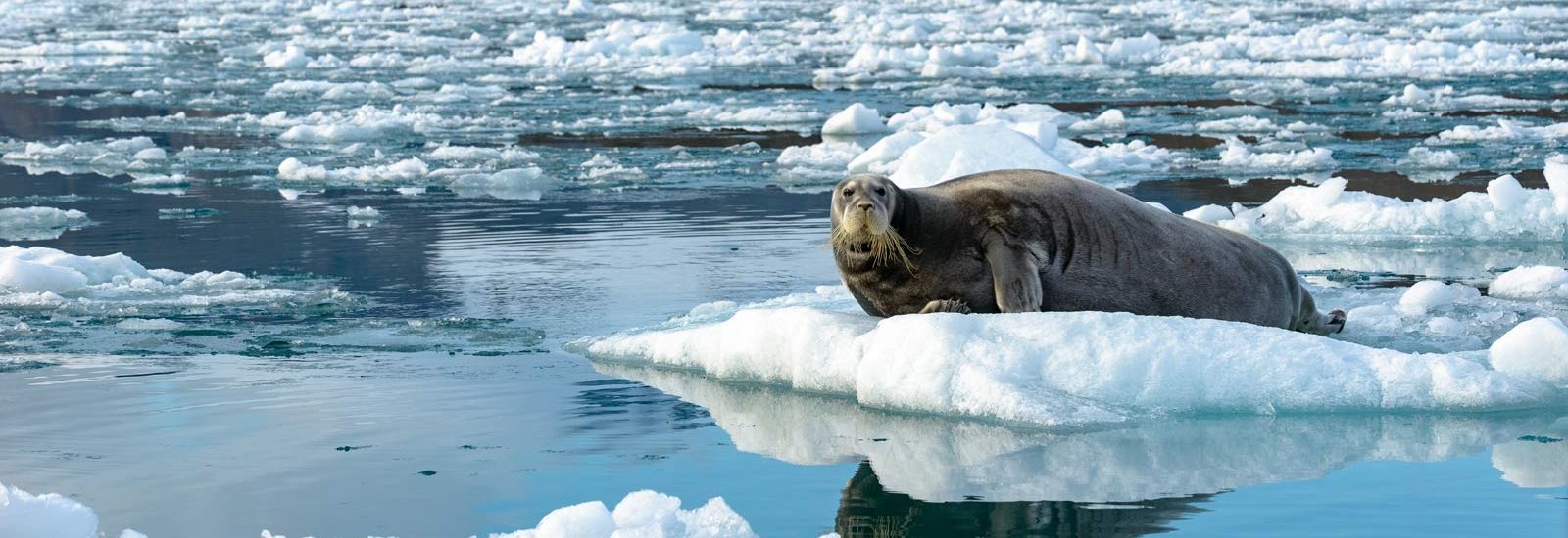 Arctic Odyssey Northbound | Sea Spirit