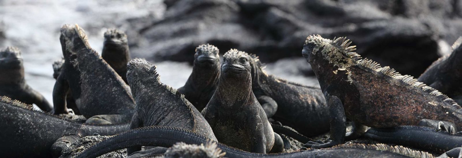 Western Galapagos Islands Cruise B - 2026 | EcoGalaxy