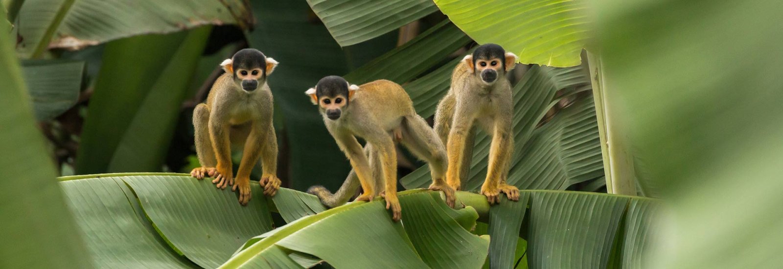 Ultimate Peruvian Amazon Expedition 4 Days | Amazon Explorer