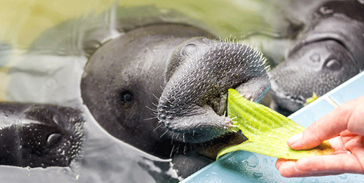 Disembarkation and Research Centres