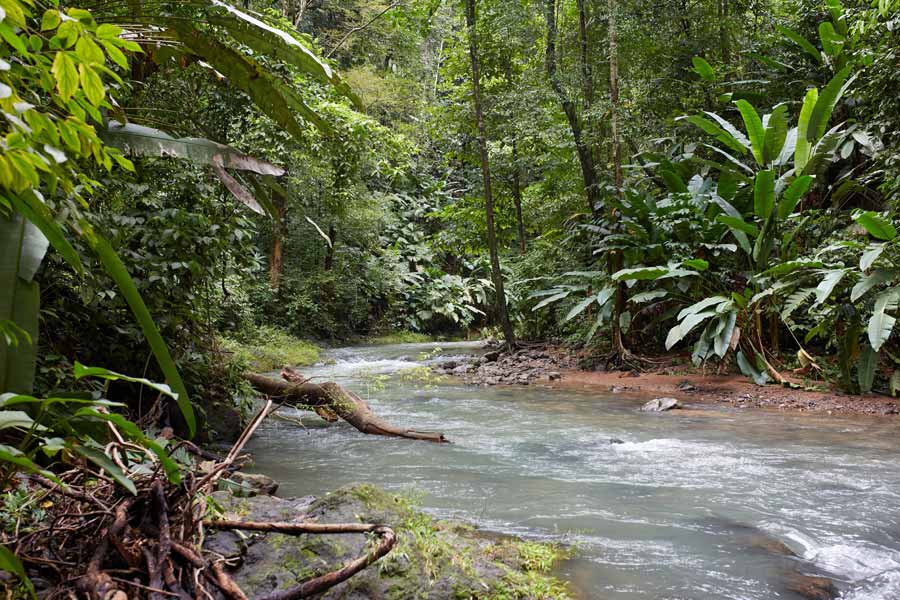Corcovado rainforest stream 