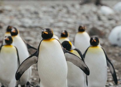 King Penguins in South Georgia) 