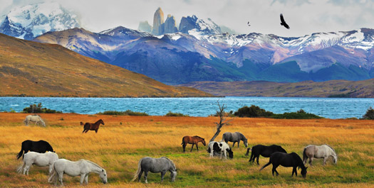 Patagonian Excursions