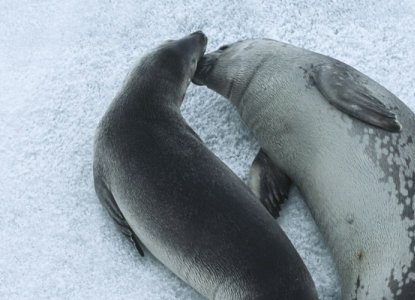 Two seals having a cuddle in Antarctica) 