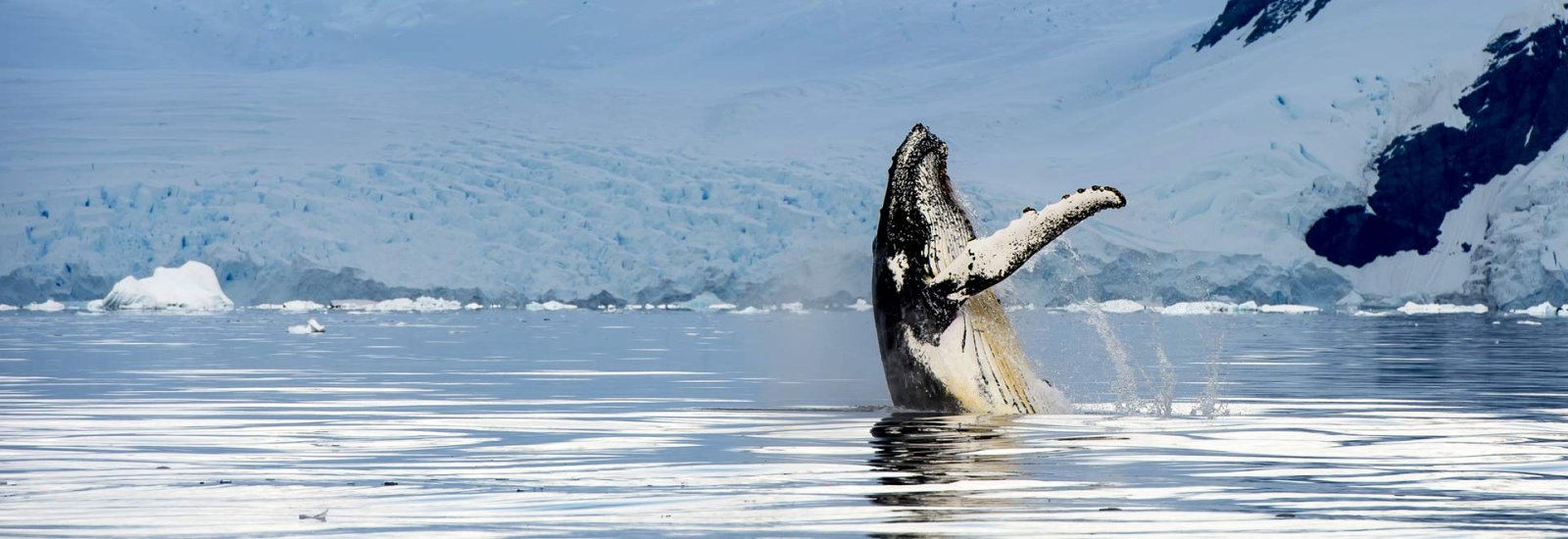 Best of Antarctica's Whale Season | Ocean Nova