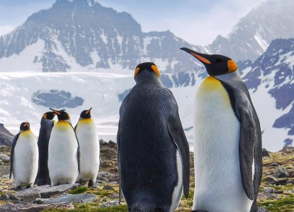 Penguins in South Georgia, Antarctica ) 